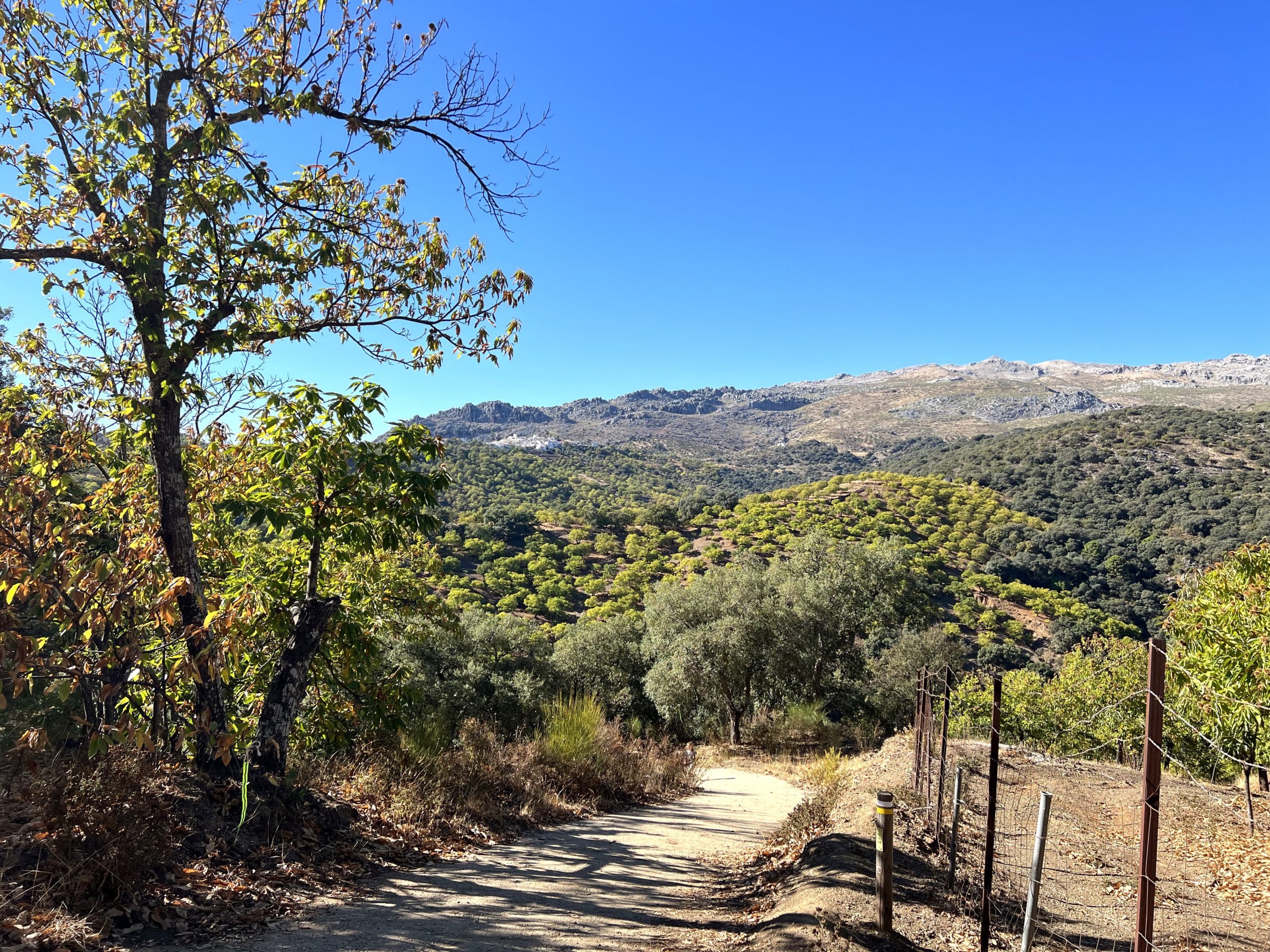 Bosque Encantado